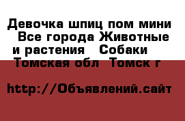 Девочка шпиц пом мини - Все города Животные и растения » Собаки   . Томская обл.,Томск г.